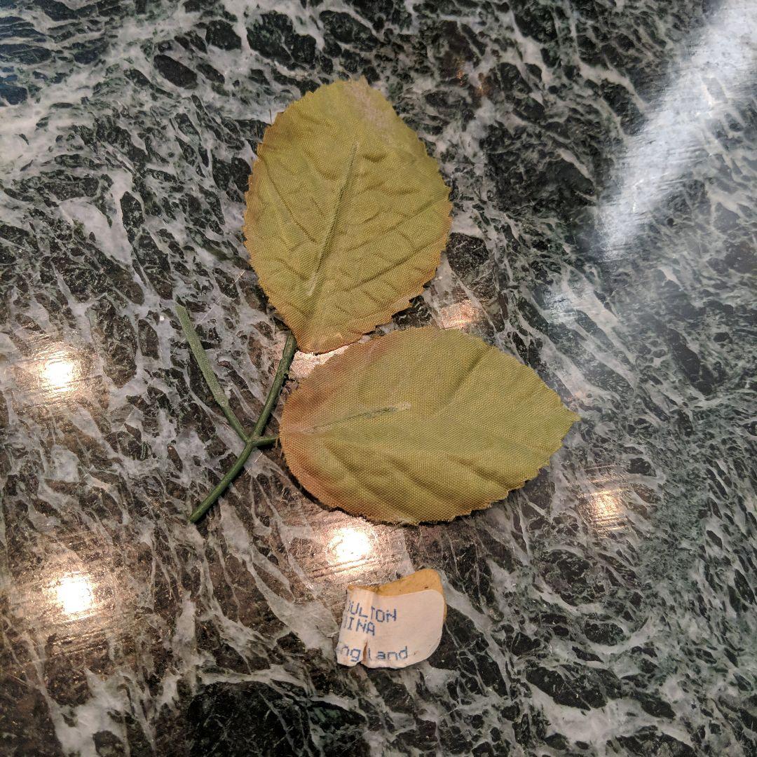 英国製陶花バラ　 STRATFORD 8本＋ロイヤルダルトン2本