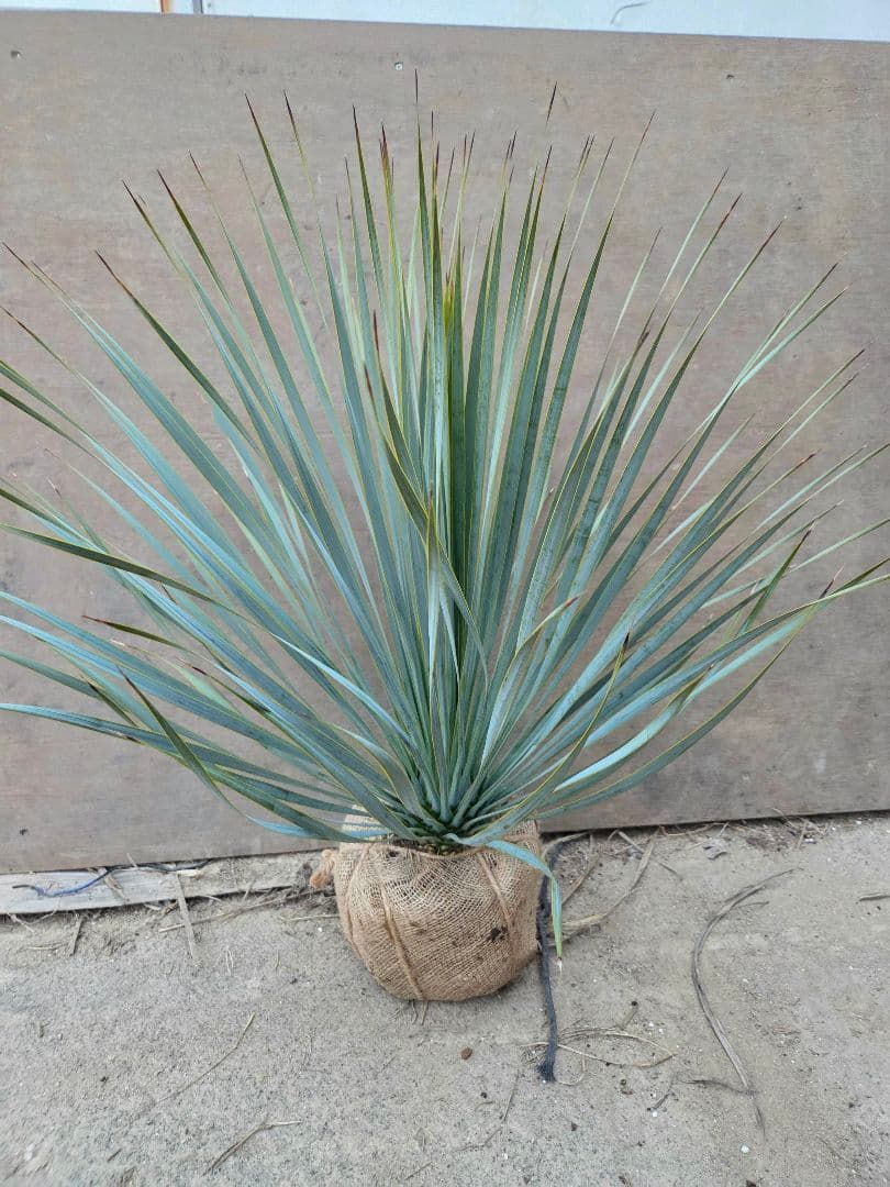 ユッカロストラータ