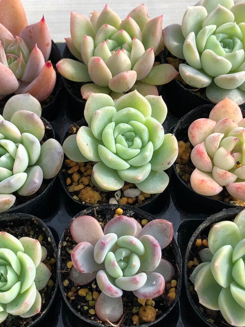 多肉植物 多肉永遠苗♡小苗セット