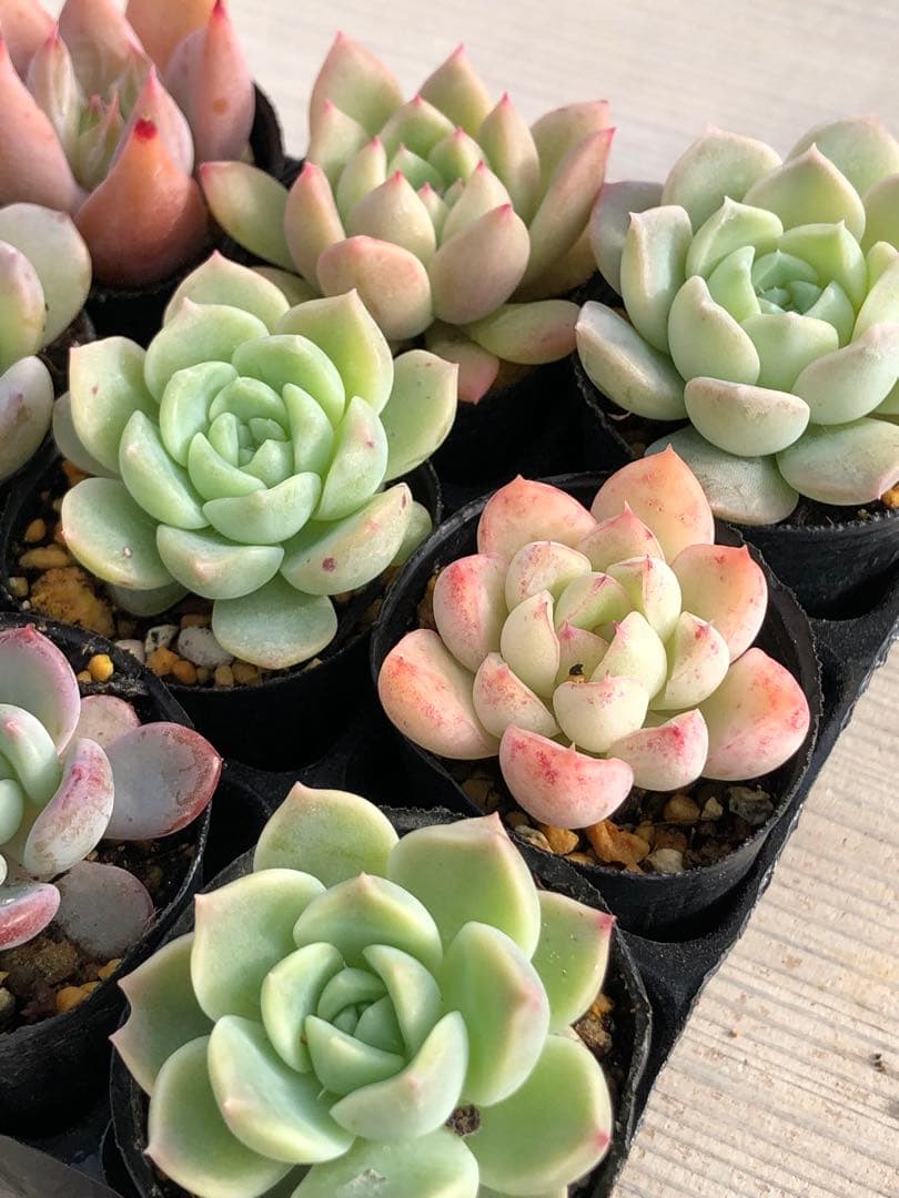 多肉植物 多肉永遠苗♡小苗セット