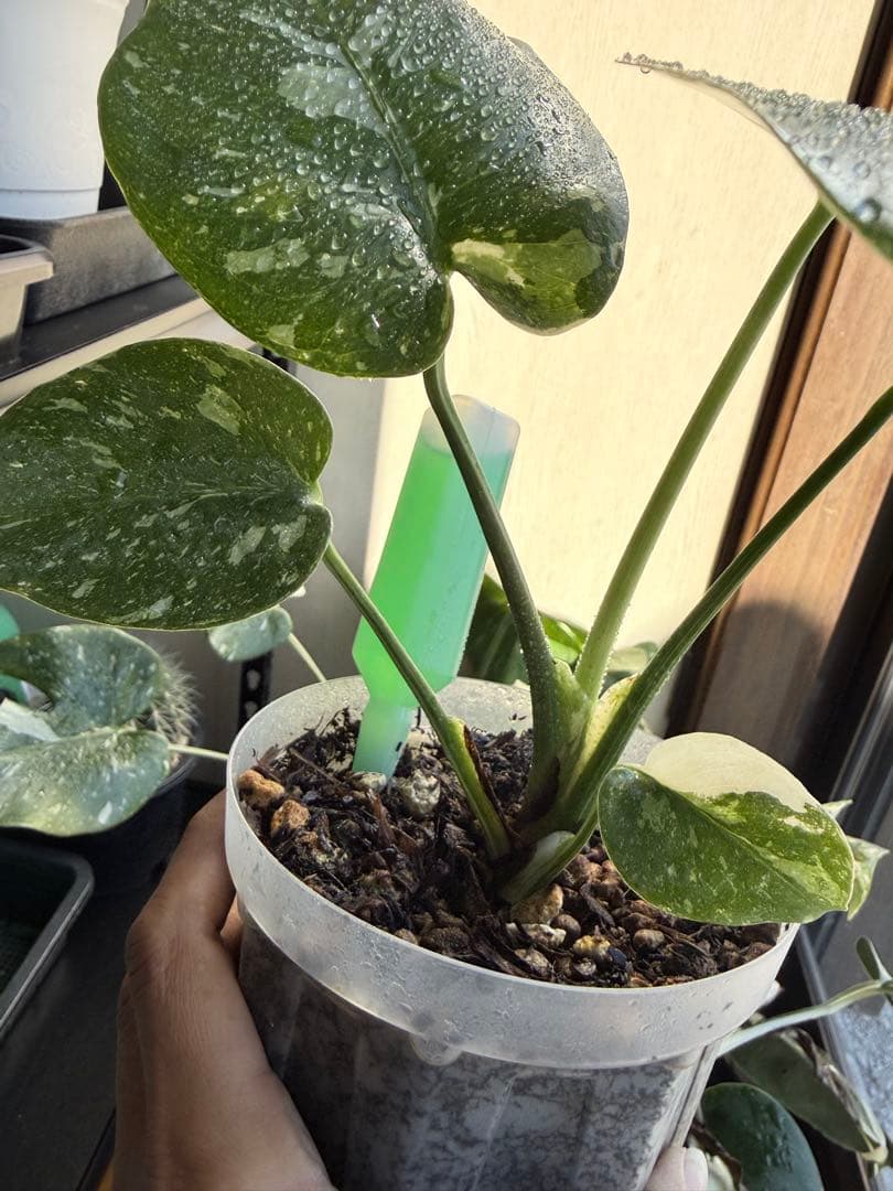 モンステラ　タイコンステレーション　抜き苗