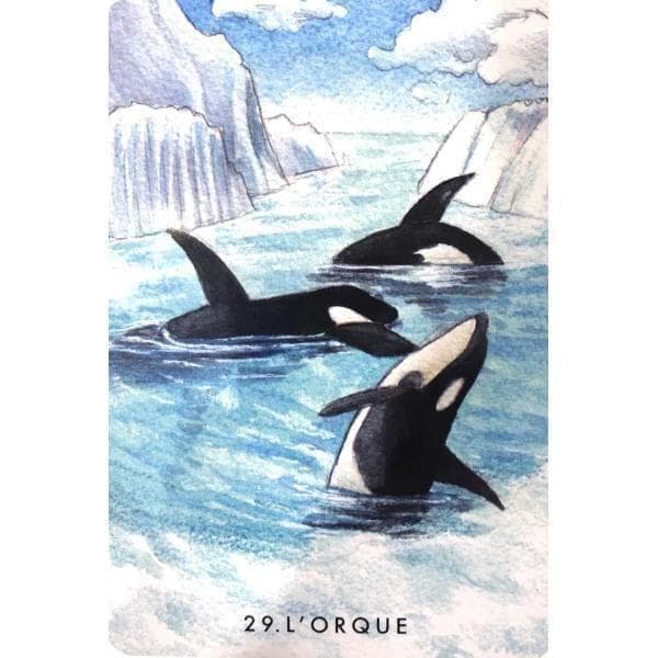 【正規品オラクルカード】水彩画の美麗イラスト✨イルカやクジラに会える海のデッキ