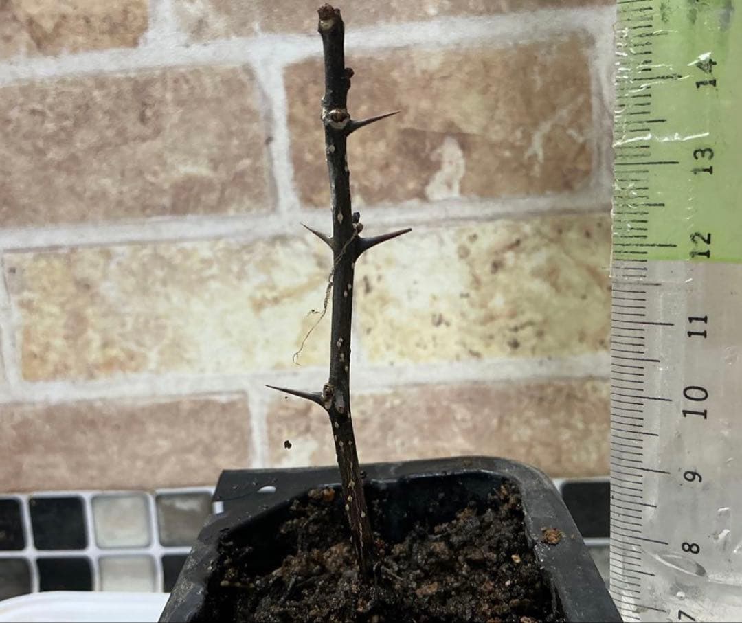 山椒の苗　(葉山椒)