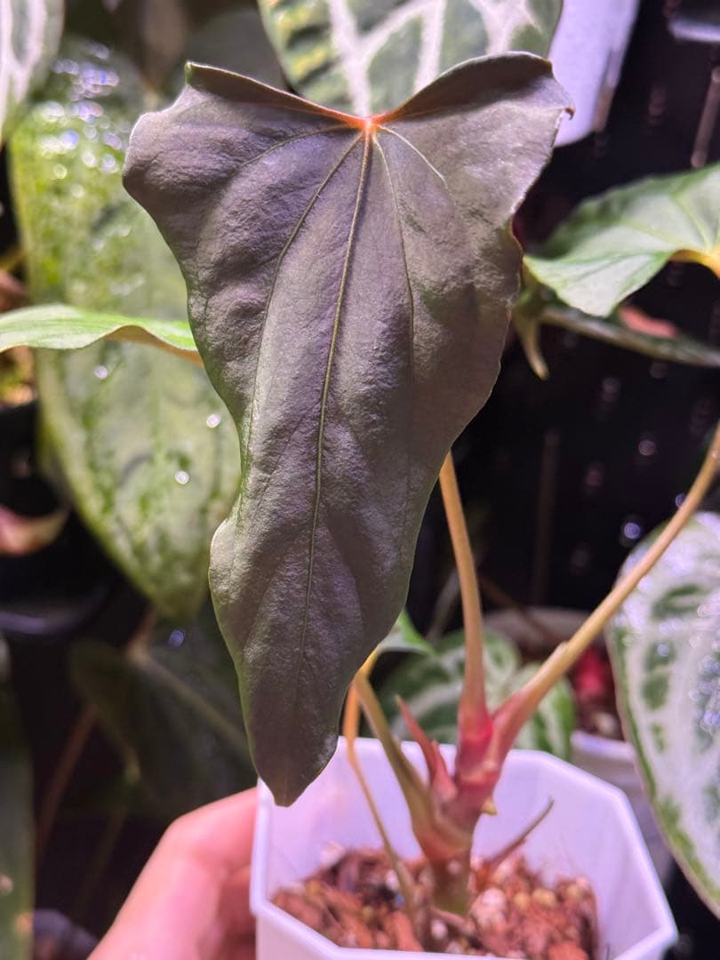 Anthurium Papi. FS（indo）/ Portillae X RL