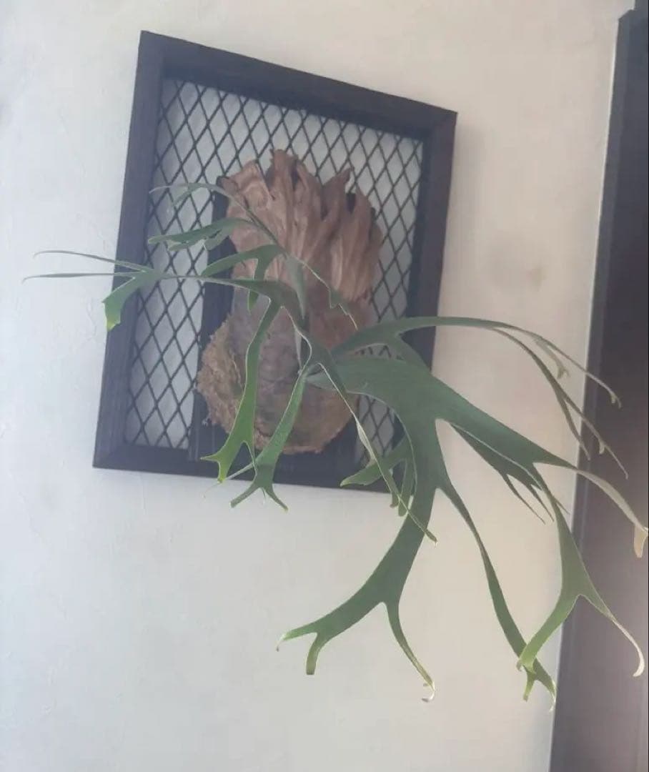 さ*う様 P. willinckii 'Queen Sawangan'