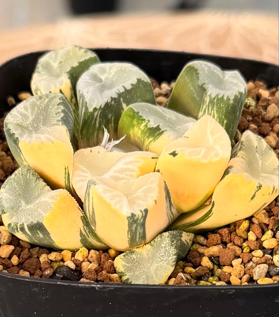 ハオルチア　万象　覇王錦　極上斑　鮮明株