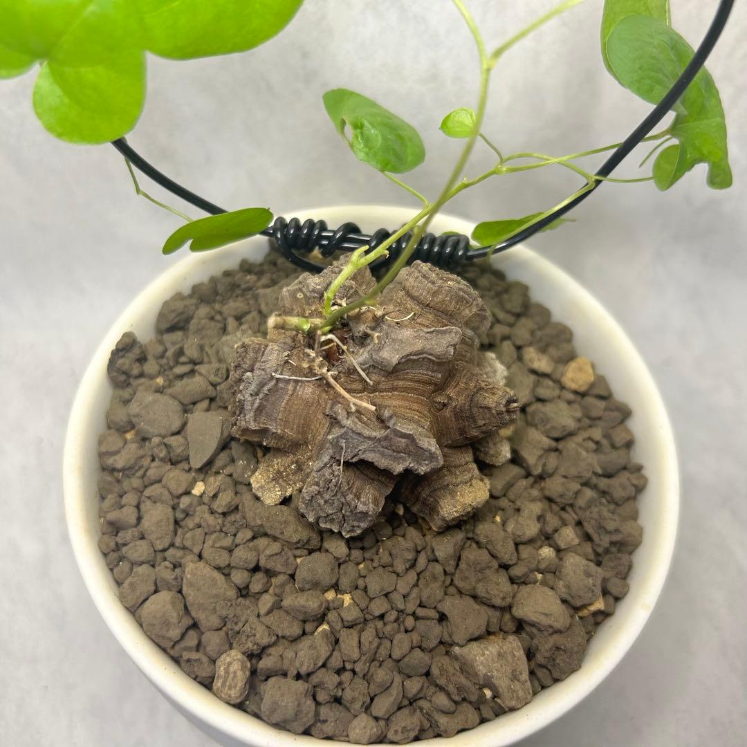 亀甲竜 (鉢入り) 5cm越え バキボコ割れ ディオスコレア　塊根植物