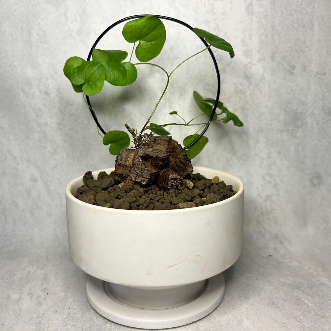 亀甲竜 (鉢入り) 5cm越え バキボコ割れ ディオスコレア　塊根植物