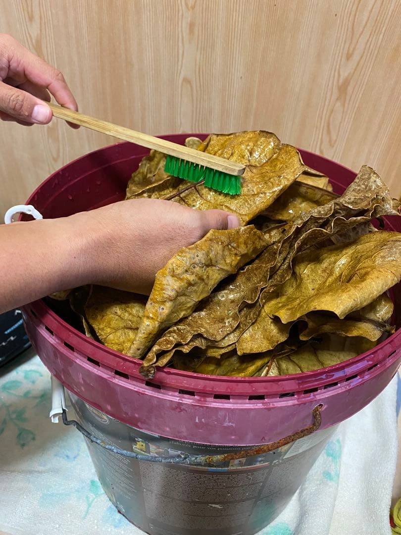 沖縄県やんばる産マジックリーフ 1kg UV殺菌灯照射済み④