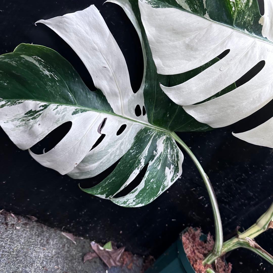 ハ*ー様 斑入りモンステラ ホワイトタイガー極美大株69cm白斑多