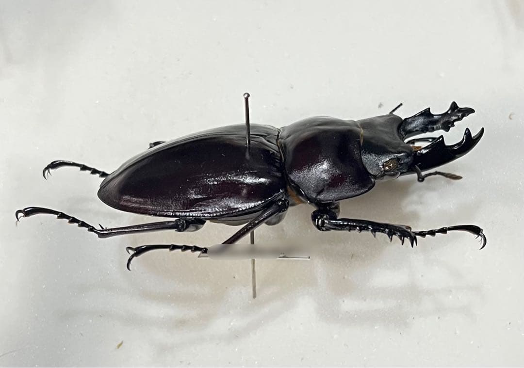 セール！ 西表島産 ヤエヤママルバネ 特大 激中歯 57ミリ