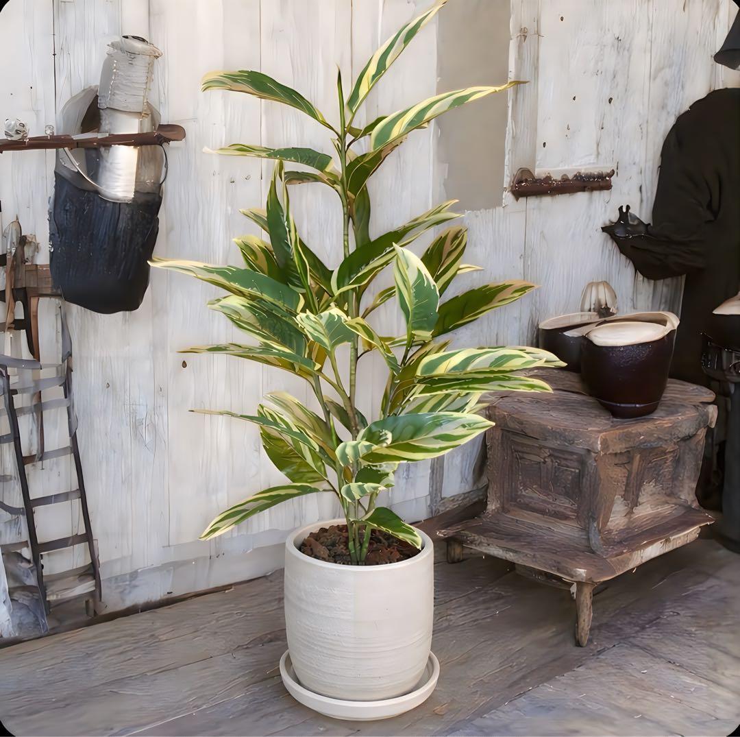 光触媒　人工観葉植物　ウォールグリーン　フェイクグリーン　クテナンテ陶器