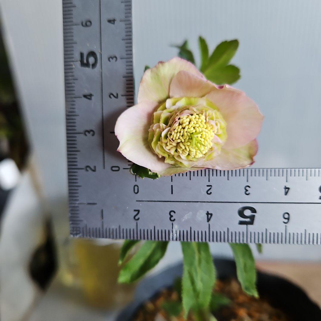 マカロンロン*様ご購入苗㉖-355クリスマスローズ