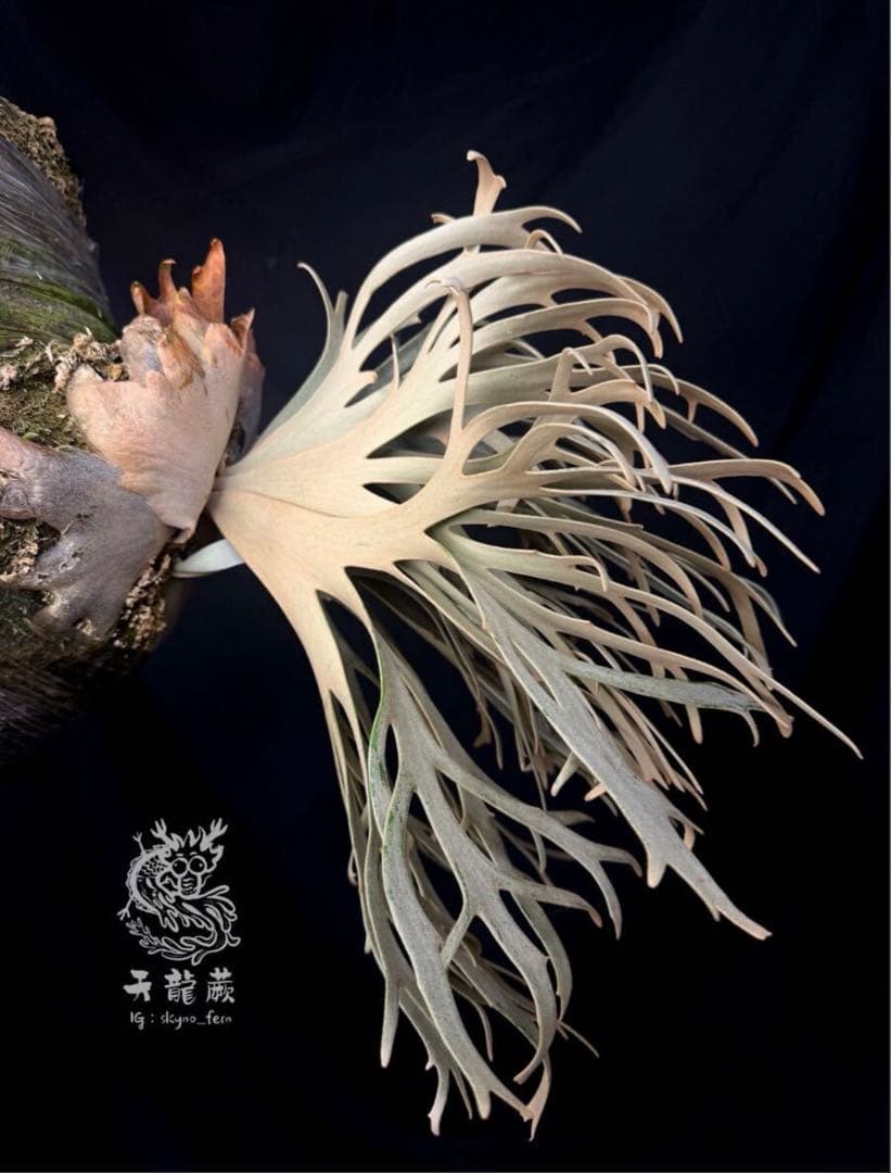 P.willinckii Linea 流線 (HHR) 親株