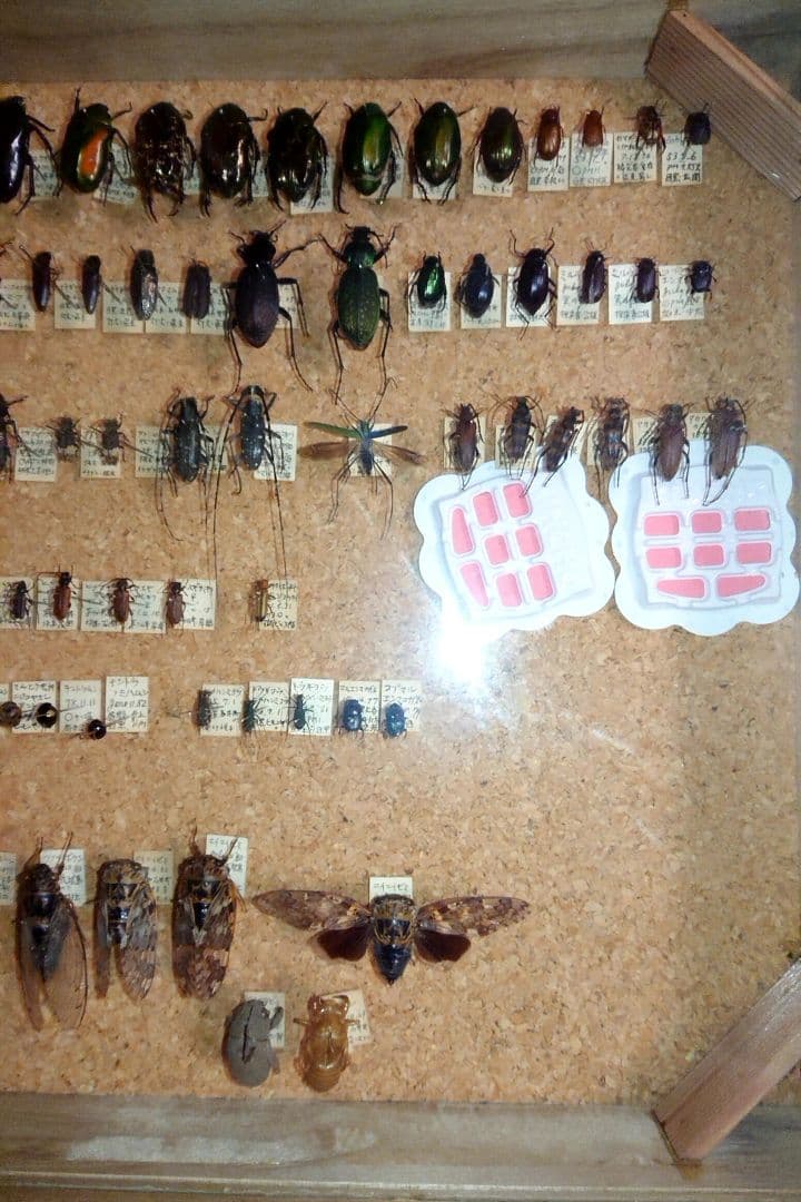 ③昆虫類トンボ カブトムシ 標本 2セット■大型標本箱 ドイツ箱 桐箱ケース付き