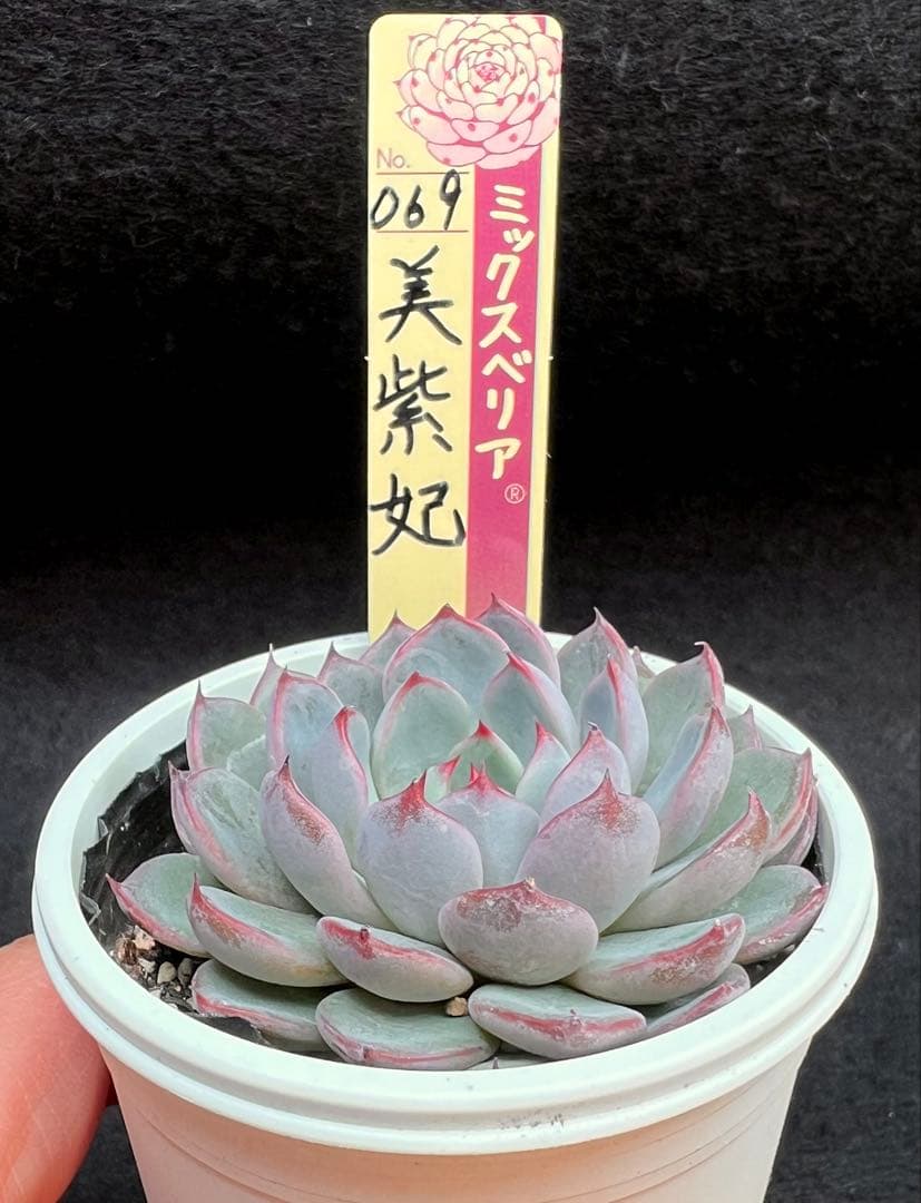 美紫妃　おらいさん苗　ミックスベリア　多肉植物　札付き　ポットごと