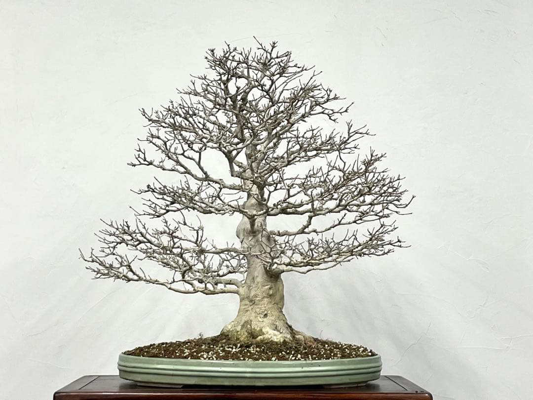 三河盆栽　カエデ　楓　盆栽