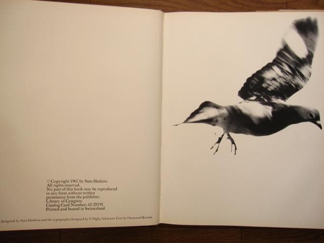 NOVEMBER GIRL　Sam Haskins　サム・ハスキンス