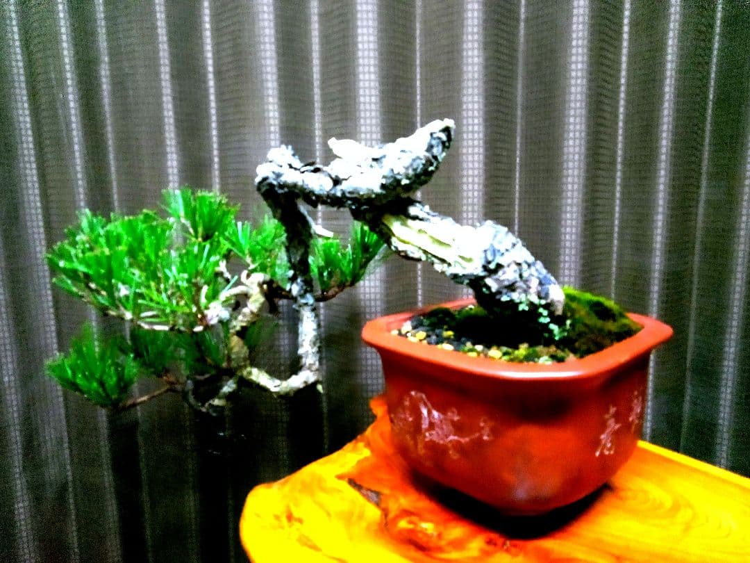 【貴風 山採り 赤松盆栽】　　　⭕天然舎利、幹曲、古木❗