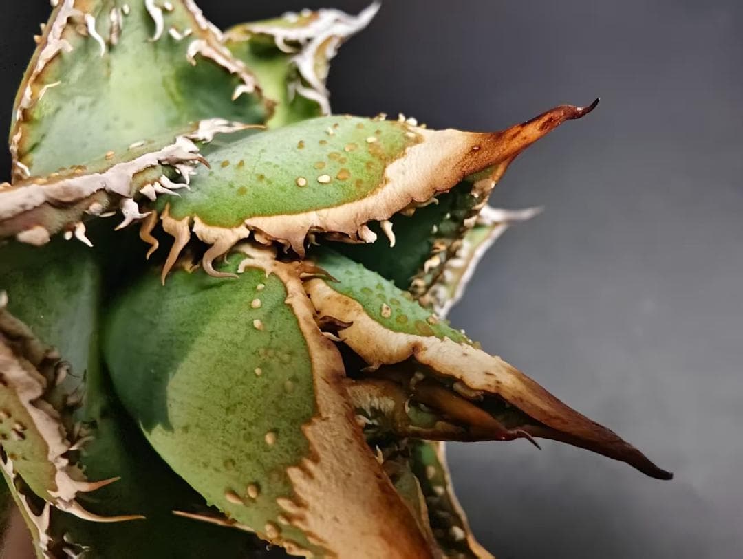 C*A様 アガベ チタノタ 麻花龍 極上強棘 特選美株 ブツブツ コレクシ Li