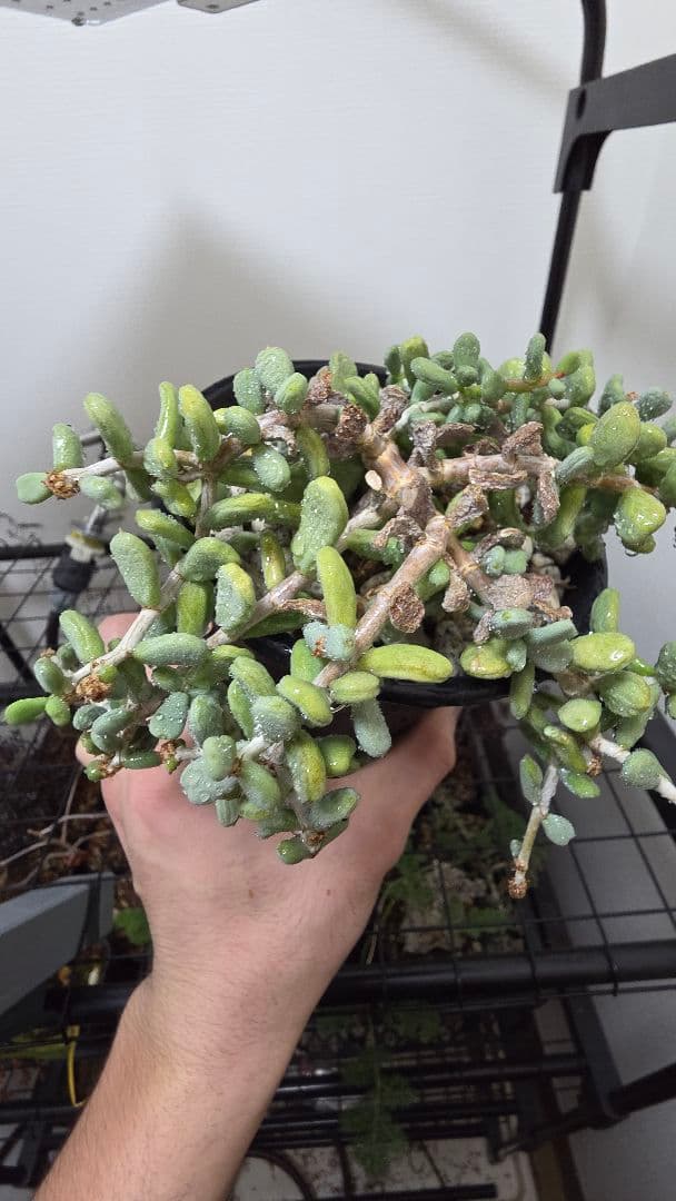 ケラリアピグマエア　実生5年　親株　雌株