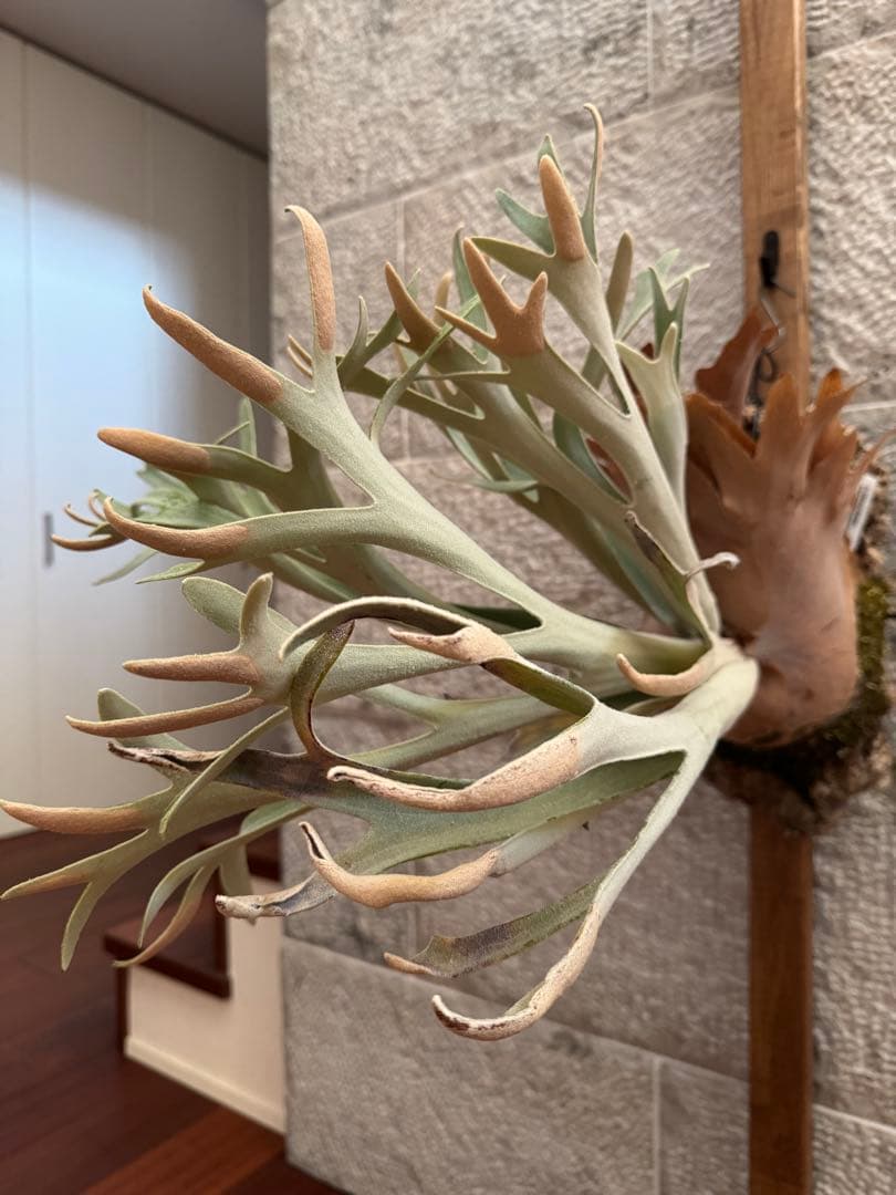 P.Hakuna Matata F301 ハクナマタタ 子株 ビカクシダOC