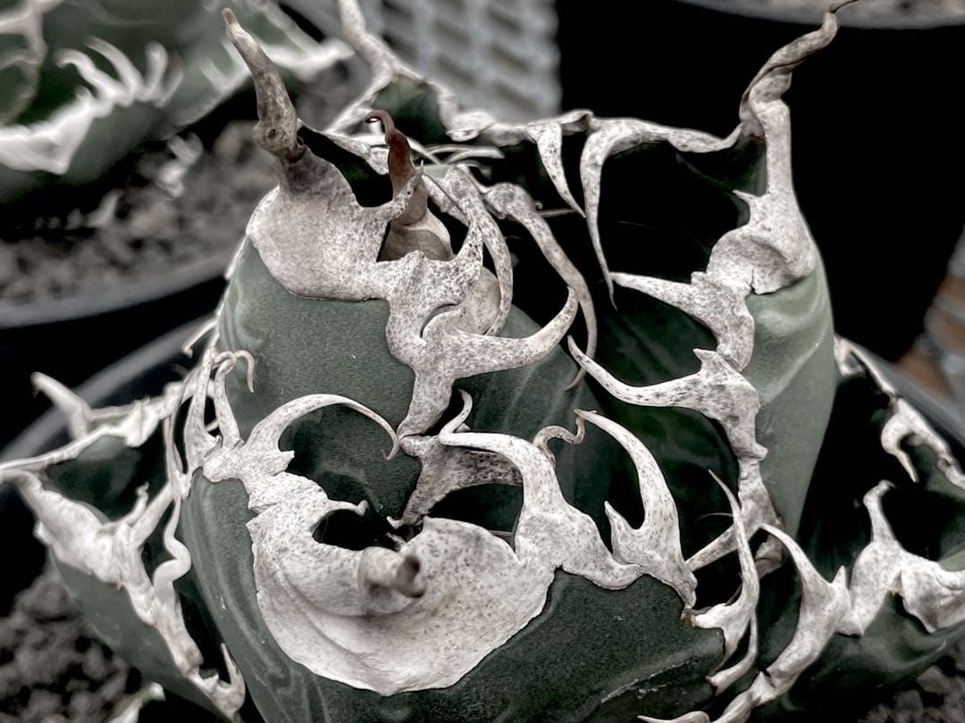 レア特価【CG産】アガベスーパーチタノタ悪魔くん　スパチタBAKEMONO高級