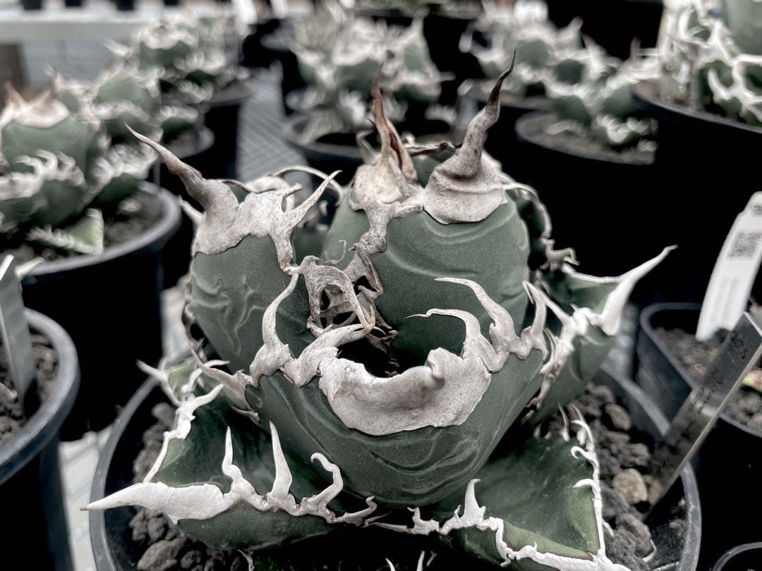 レア特価【CG産】アガベスーパーチタノタ悪魔くん　スパチタBAKEMONO高級