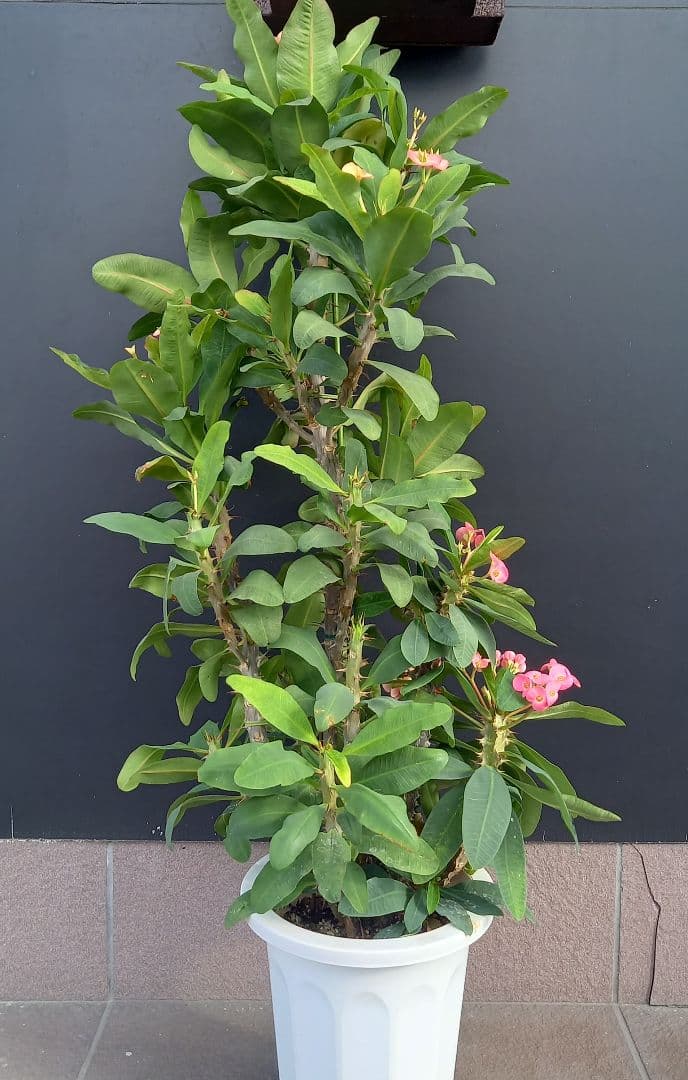 八福神・花麒麟