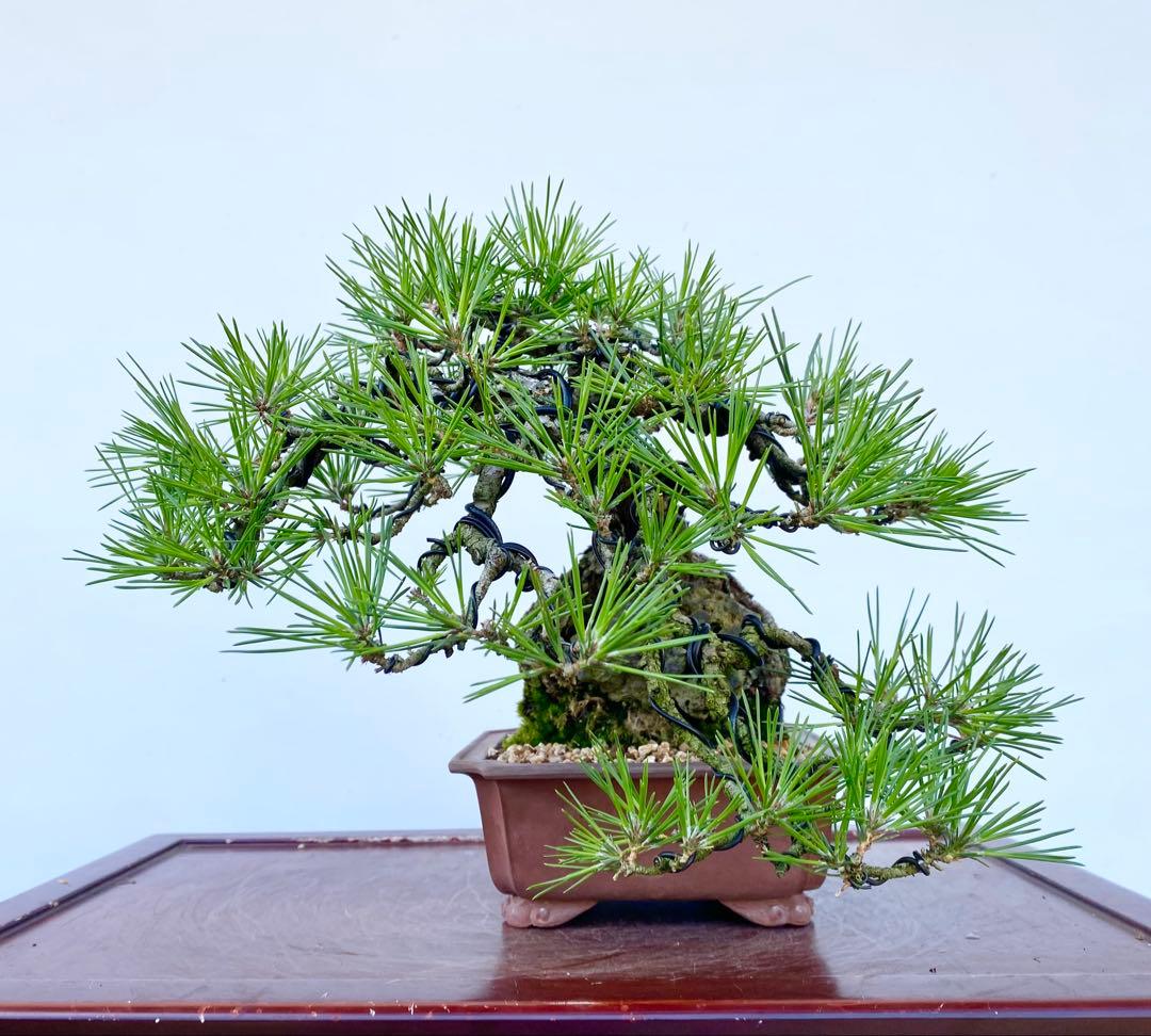 白木盆栽園　古木　石付き　黒松　樹高25センチ　盆栽黒松赤松五葉松真柏観葉植物