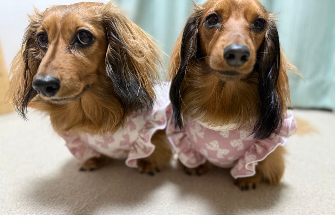 ダックスフンド　オーダーページ　ふりふりロンパース　犬服　春服　ハンドメイド犬服