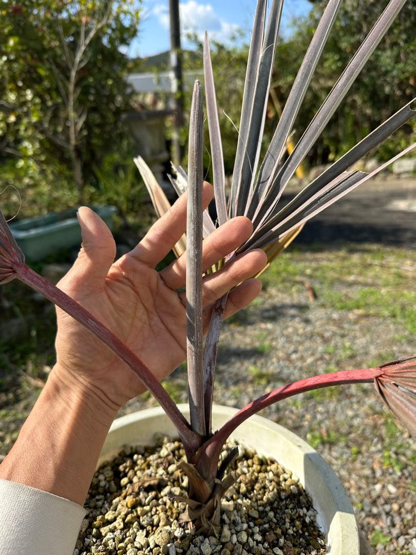 Silver Bismarck Palm ビスマルキア ノビリス シルバー