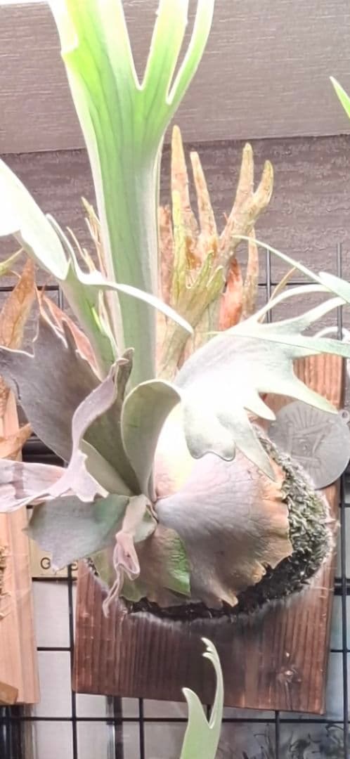 Pedro Tastua OC 親株販売