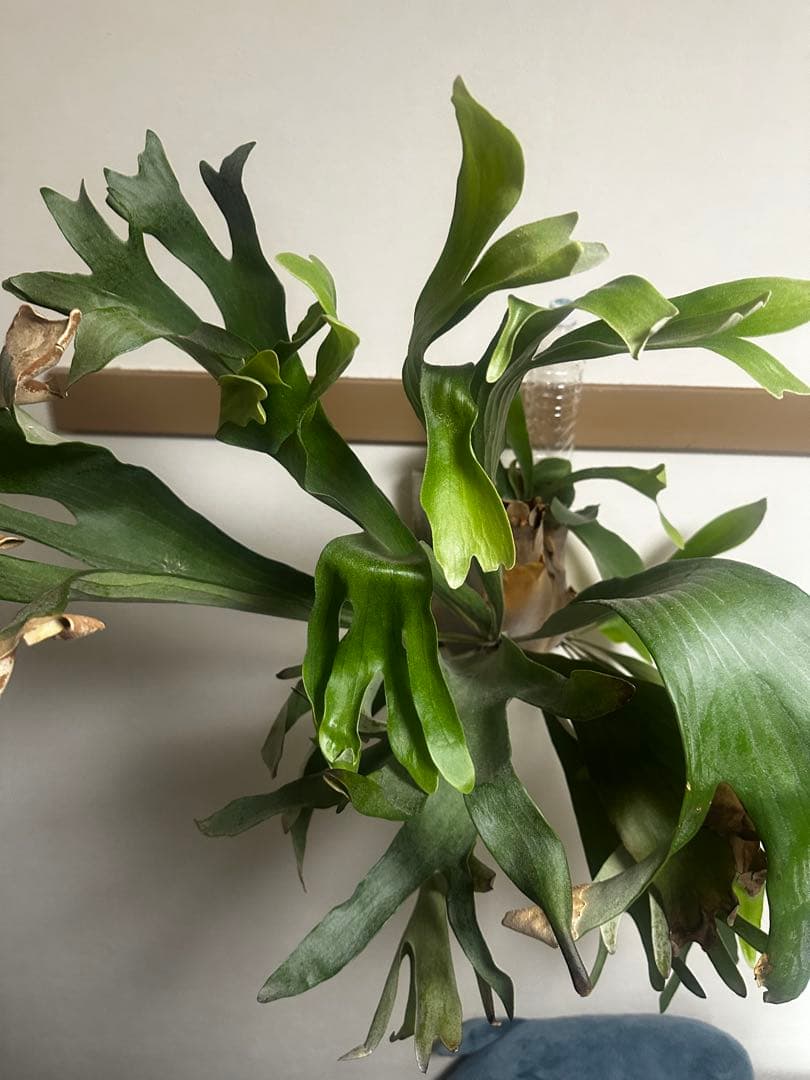 ビカクシダ ネザーランド