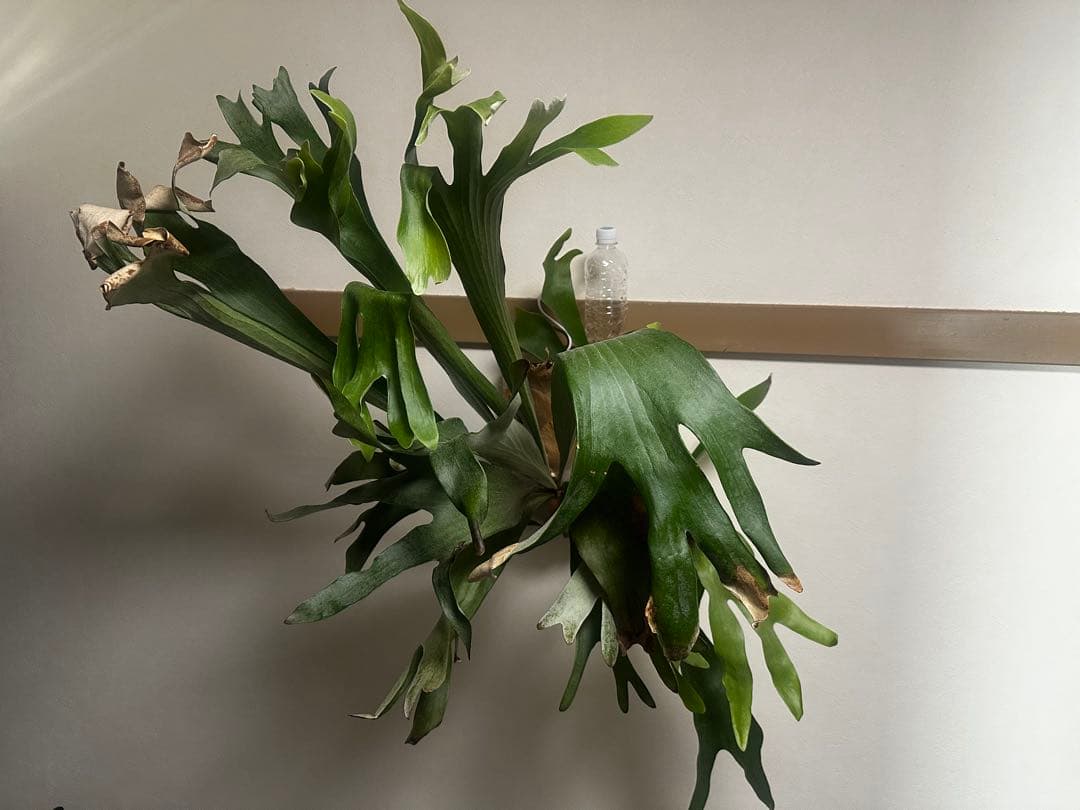 ビカクシダ ネザーランド