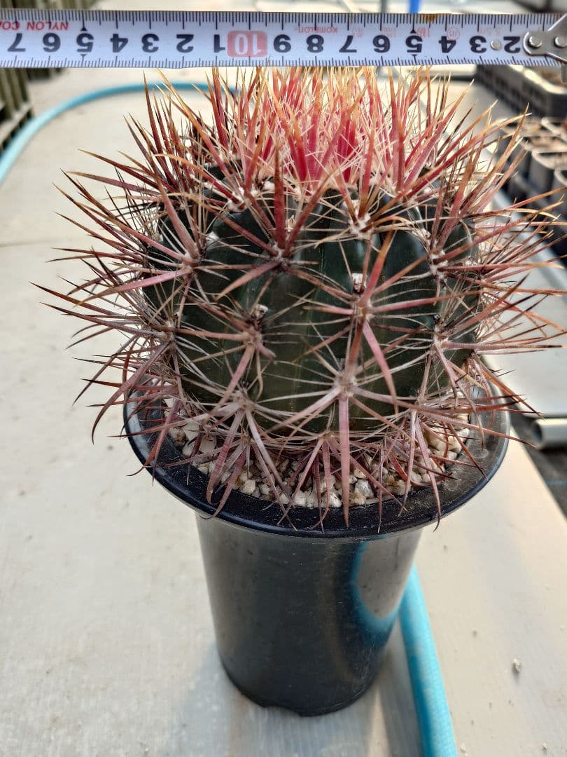 希少　サボテン　フェロカクタス　紅裳竜　実生　※鉢のまま発送