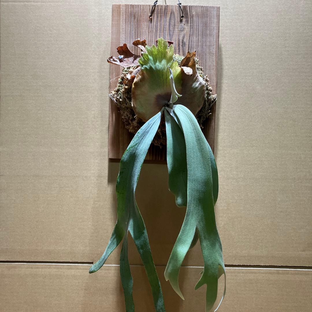 P.willinkii Sri Peuak×willinkii Watchara