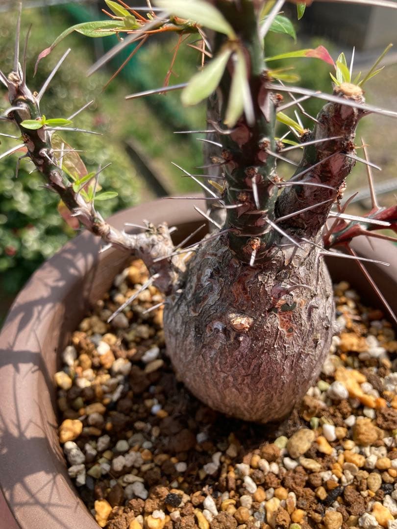 【早い者勝ち】【実生10年以上】【鉢ごと発送】フォークイエリア　プルプシー