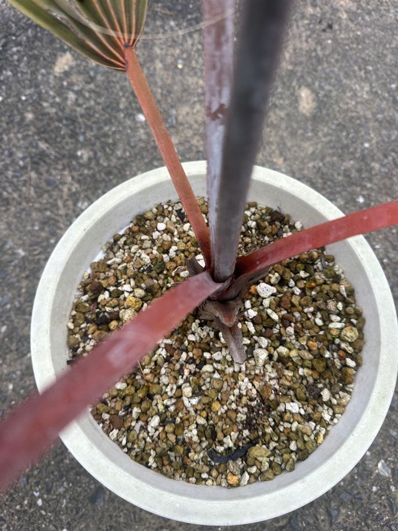 ビスマルキア ノビリス シルバー ビスマルキアノビリスシルバー 販売