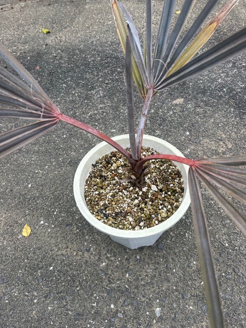 ビスマルキア ノビリス シルバー ビスマルキアノビリスシルバー 販売