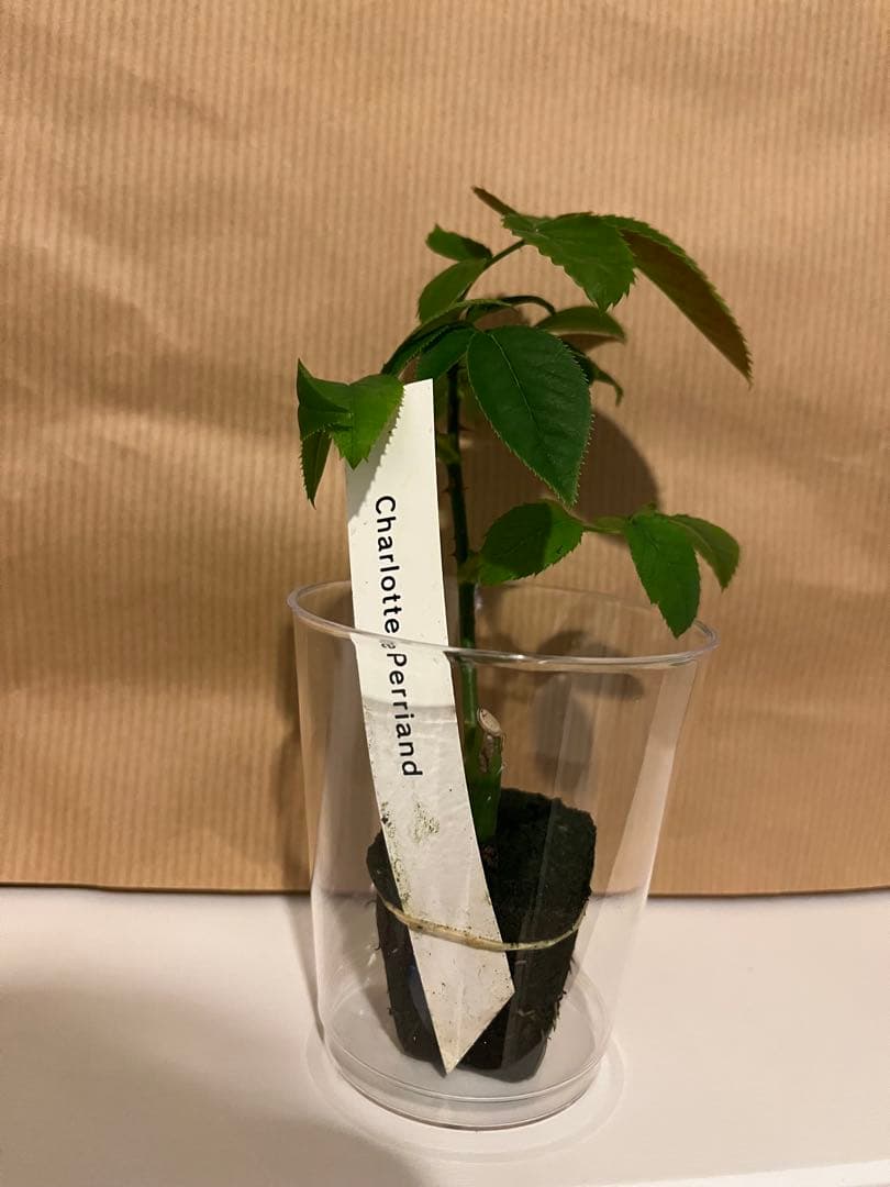 和バラ　バラ苗　和薔薇　正規品　最高傑作のバラ　レア 希少