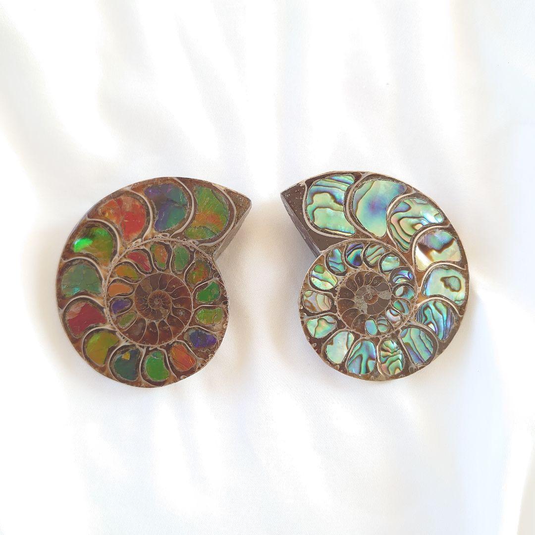 幸運の宝石アンモナイトの化石 約15cm 虹色　コレクション