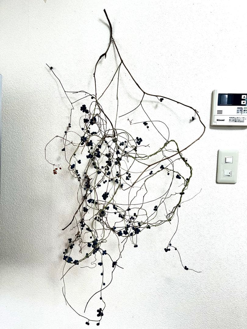 花材＊アオツヅラフジ　ドライフラワー　スワッグ、リース材料　オリジナル作品作り