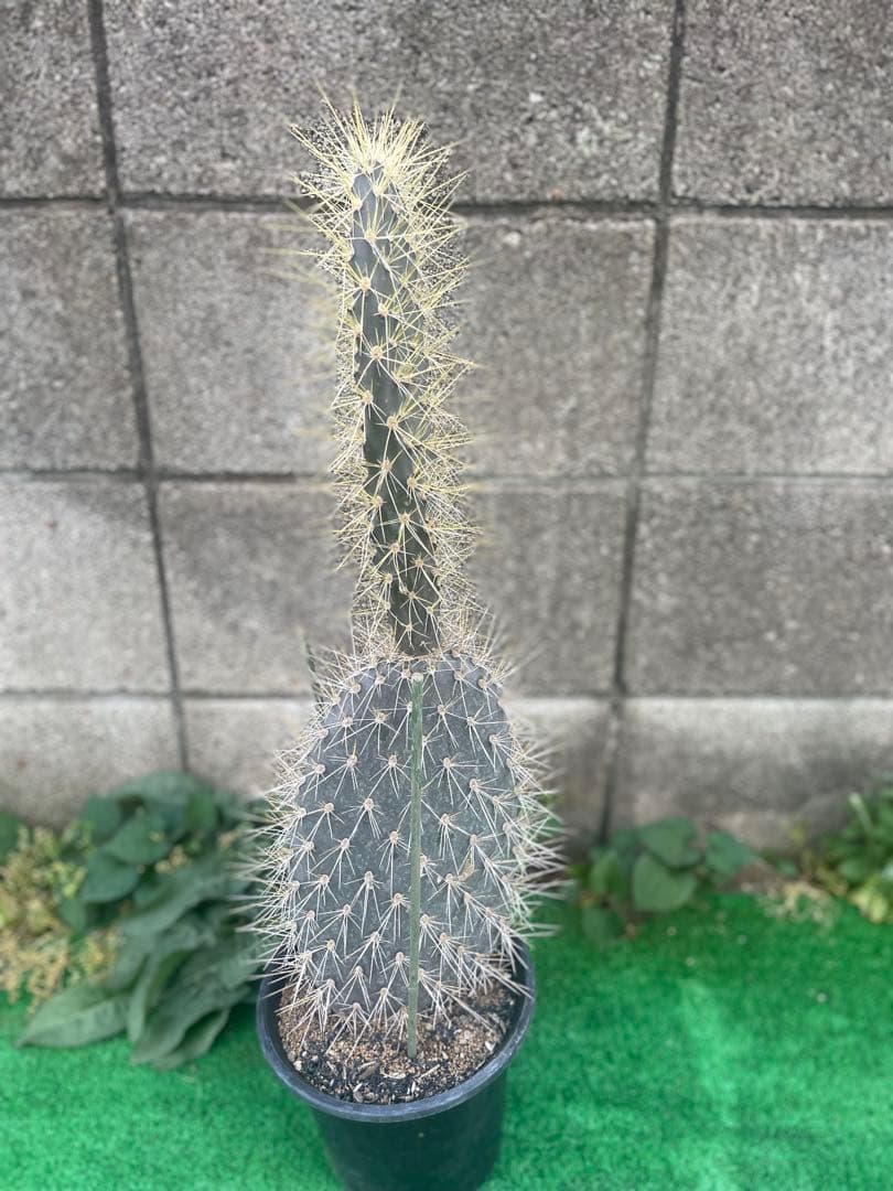 5号サイズ❗️ガラパゴス団扇　黒肌　金棘オプンチア