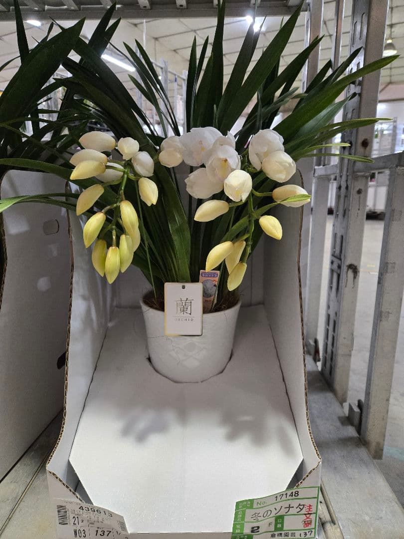 ☆シンビジューム☆☆アーチ型7号鉢☆2 〜5F☆