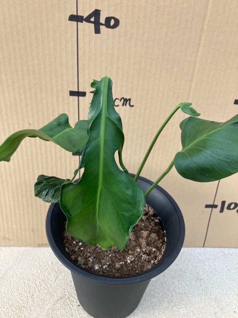 ゆ*う様 モンステラデリシオーサ実生株　突然変異個体、斑入り個体の2鉢セット