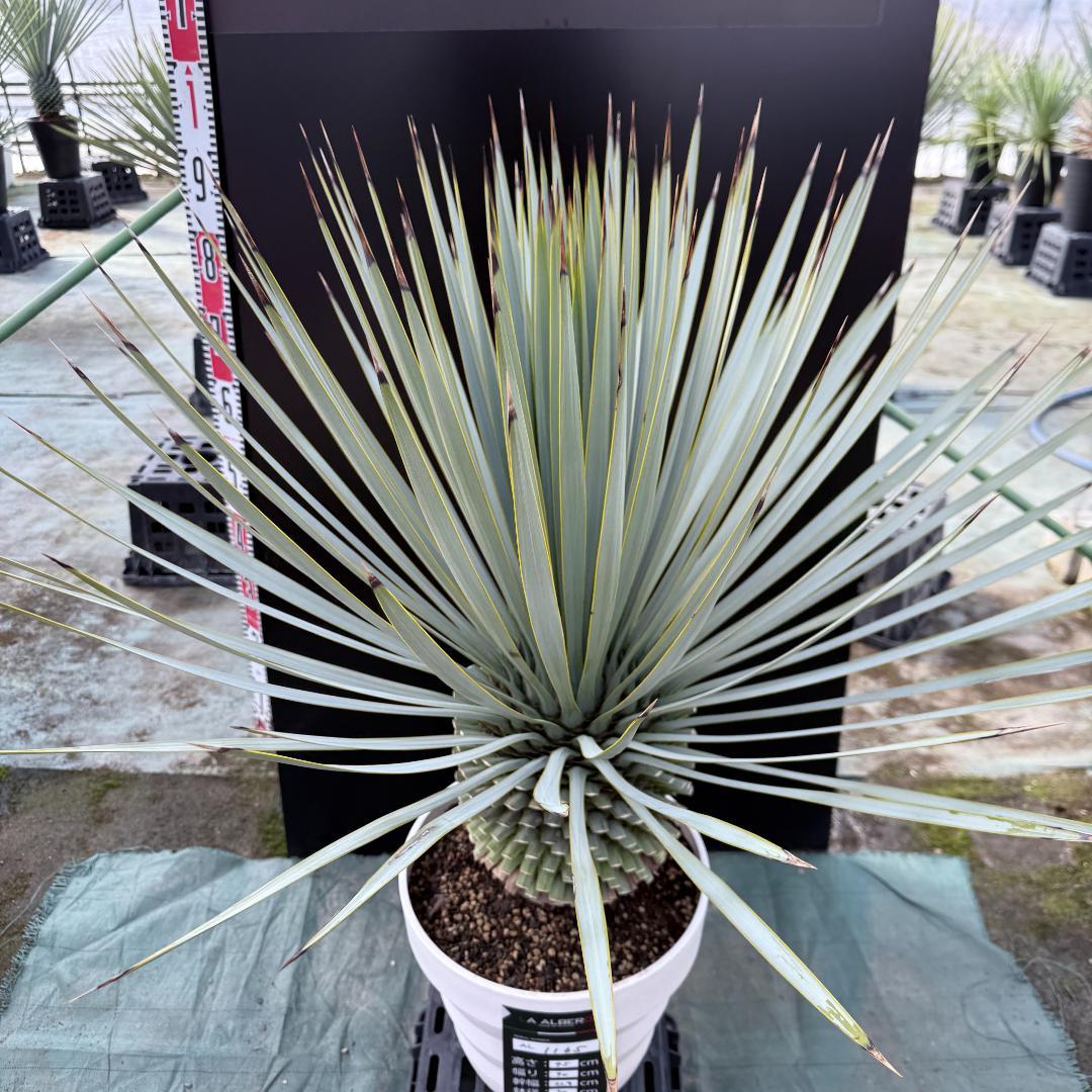 【AL1165】ユッカ　ロストラータ　ホワイト個体【ALBEROホワイト祭り】