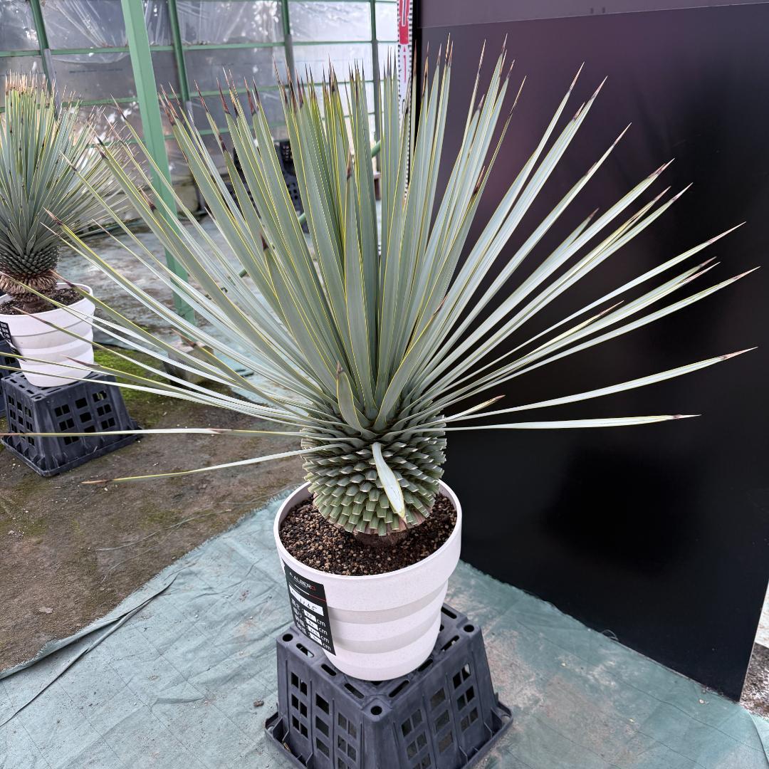 【AL1165】ユッカ　ロストラータ　ホワイト個体【ALBEROホワイト祭り】