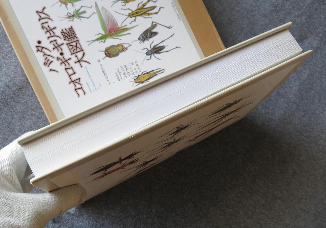 バッタ・コオロギ・キリギリス大図鑑