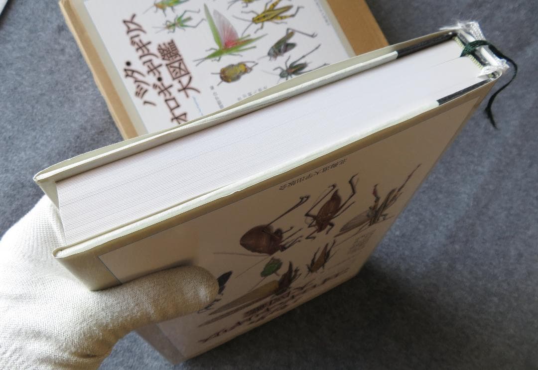 バッタ・コオロギ・キリギリス大図鑑